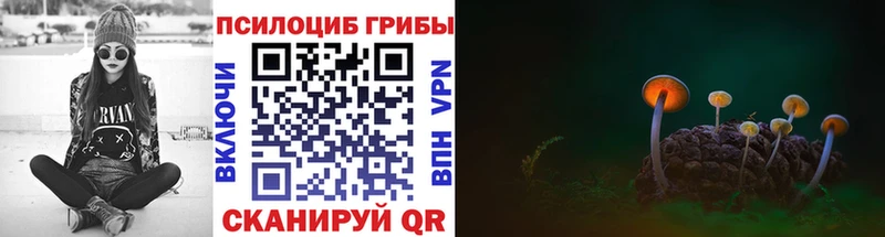 blacksprut как войти  как найти закладки  Судогда  Псилоцибиновые грибы GOLDEN TEACHER 
